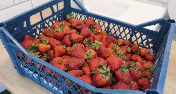 Як правильно посадити розсаду полуниці: головні секрети для гарного врожаю